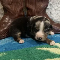 Blue Merle male, a male Australian Shepherd for sale in Kenner, LA – Photo 6 of 9