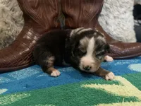 Blue Merle male, a male Australian Shepherd for sale in Kenner, LA – Photo 2 of 5