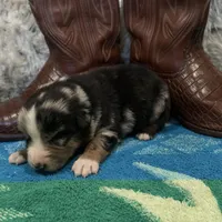 Blue Merle male, a male Australian Shepherd for sale in Kenner, LA – Photo 5 of 9