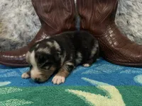 Blue Merle male, a male Australian Shepherd for sale in Kenner, LA – Photo 1 of 5