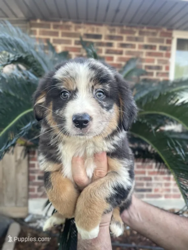 Blue Merle male – Australian Shepherd puppy for sale in Kenner, LA