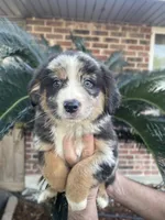 Blue Merle male, a male Australian Shepherd for sale in Kenner, LA – 1 of 7