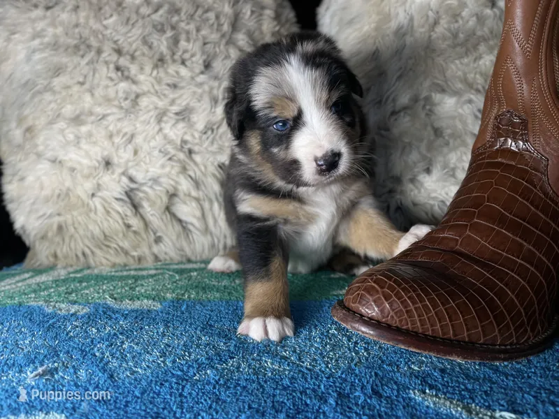 Blue Merle male – Australian Shepherd puppy for sale in Kenner, LA
