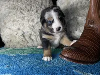 Blue Merle male, a male Australian Shepherd for sale in Kenner, LA – Photo 1 of 9