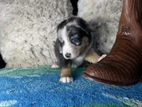 Blue Merle male, a male Australian Shepherd for sale in Kenner, LA – Photo 4 of 9