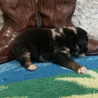 Blue Merle male, a male Australian Shepherd for sale in Kenner, LA – Photo 7 of 9