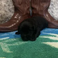 Black tricolor male 1 AKC, a male Australian Shepherd for sale in Kenner, LA – Photo 5 of 8