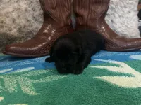 Black tricolor male 1 AKC, a male Australian Shepherd for sale in Kenner, LA – Photo 2 of 5