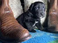 Black tricolor male 1 AKC, a male Australian Shepherd for sale in Kenner, LA – Photo 2 of 8