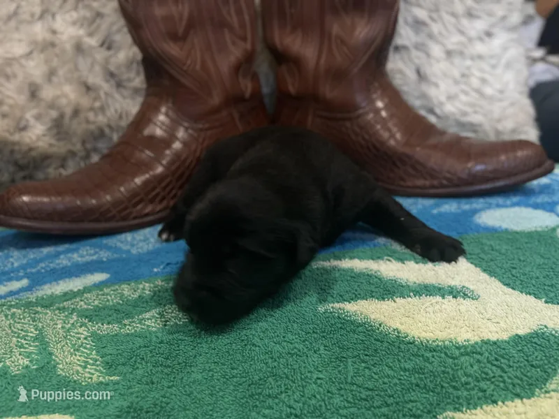 Black tricolor male 1 AKC