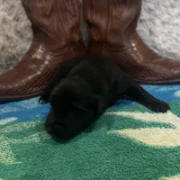 Black tricolor male 1 AKC, a male Australian Shepherd for sale in Kenner, LA – Photo 4 of 8