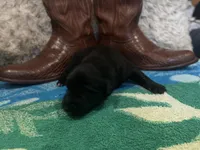 Black tricolor male 1 AKC, a male Australian Shepherd for sale in Kenner, LA – Photo 1 of 5