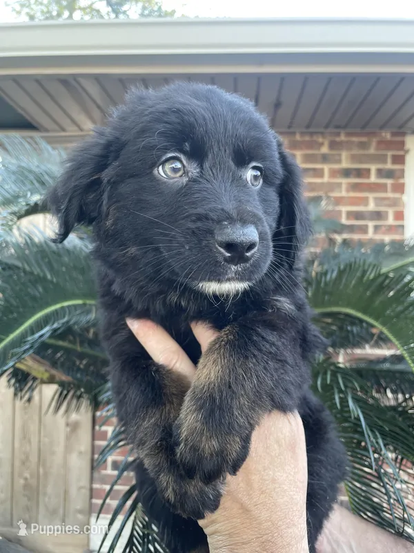 Black tricolor male 1 AKC – Australian Shepherd puppy for sale in Kenner, LA