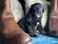 Black tricolor male 1 AKC, a male Australian Shepherd for sale in Kenner, LA – Photo 3 of 8