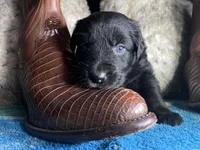 Black tricolor male 1 AKC, a male Australian Shepherd for sale in Kenner, LA – Photo 1 of 8