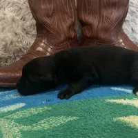 Black tricolor male 1 AKC, a male Australian Shepherd for sale in Kenner, LA – Photo 6 of 8