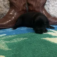 Black tricolor male 1 AKC, a male Australian Shepherd for sale in Kenner, LA – Photo 7 of 8