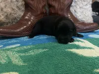 Black tricolor male 1 AKC, a male Australian Shepherd for sale in Kenner, LA – Photo 3 of 5