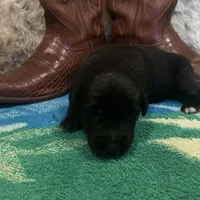 Black tricolor male 1 AKC, a male Australian Shepherd for sale in Kenner, LA – Photo 8 of 8