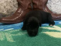 Black tricolor male 1 AKC, a male Australian Shepherd for sale in Kenner, LA – Photo 4 of 5