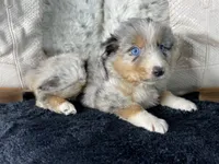 AKC  Blue Merle Female   O/S, a female Australian Shepherd for sale in Kenner, LA – 3 of 3