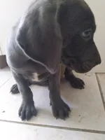 Gregg, a male Weimaraner for sale in Bullhead City, AZ – 2 of 3