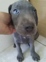 George , a male Weimaraner for sale in Bullhead City, AZ – 2 of 3
