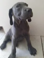 Garry, a male Weimaraner for sale in Bullhead City, AZ – 2 of 3