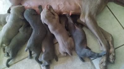 Helena, a female Weimaraner for sale in Bullhead City, AZ – 3 of 3