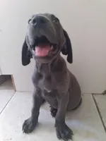 Geff, a male Weimaraner for sale in Bullhead City, AZ – 3 of 3