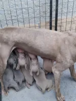 Helena, a female Weimaraner for sale in Bullhead City, AZ – 2 of 3