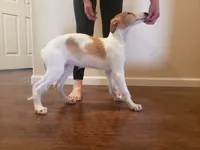 processed/f07cb8e0-e4b7-454f-baf3-a07686495498/listing/6852955c-f140-4341-a5c5-8447ec7bda06/8a9269d2-a7c7-4ce0-9240-45861c7dfdd5