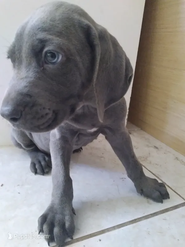 Grant – Weimaraner puppy for sale in Bullhead City, AZ