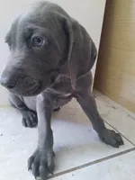 Grant, a male Weimaraner for sale in Bullhead City, AZ – 1 of 3