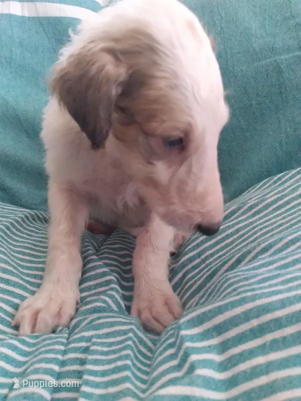 Ivan – Borzoi puppy for sale in Bullhead City, AZ