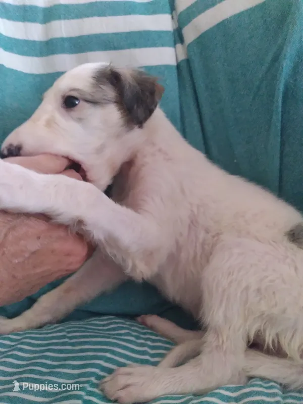 Irina – Borzoi puppy for sale in Bullhead City, AZ