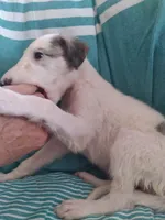 Irina, a female Borzoi for sale in Bullhead City, AZ – 1 of 2