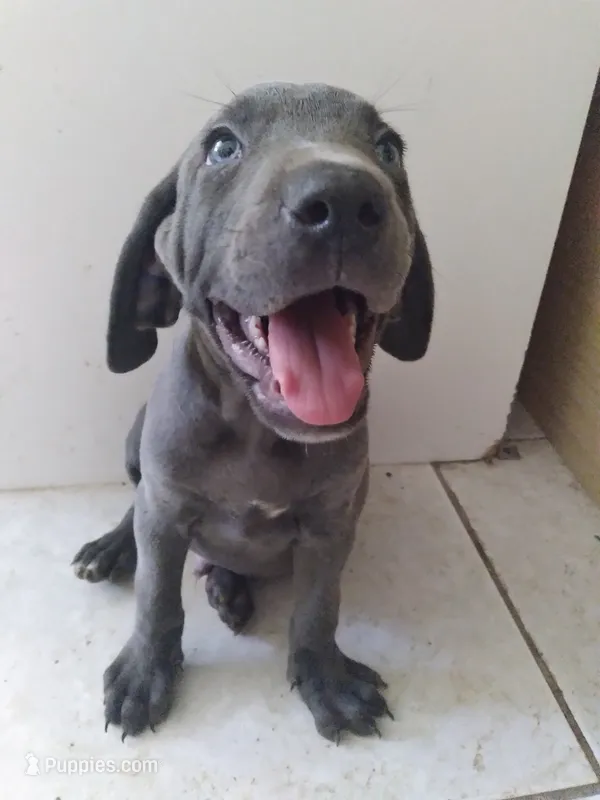 Geff – Weimaraner puppy for sale in Bullhead City, AZ