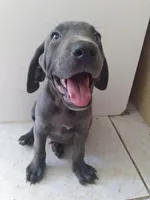 Geff, a male Weimaraner for sale in Bullhead City, AZ – 1 of 3