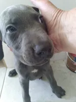 Grant, a male Weimaraner for sale in Bullhead City, AZ – 3 of 3
