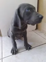 Gelios, a male Weimaraner for sale in Bullhead City, AZ – 2 of 3