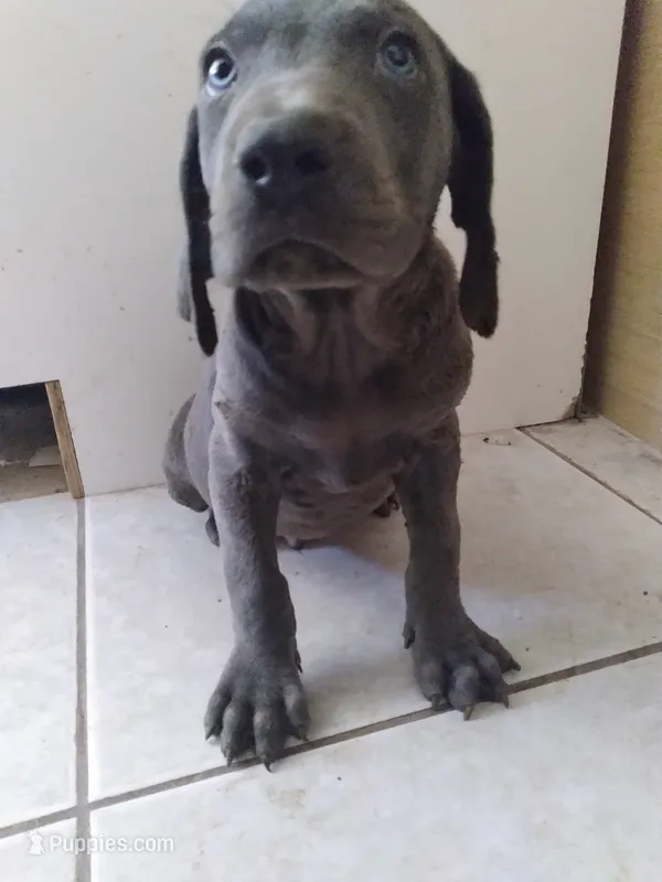 Gelios – Weimaraner puppy for sale in Bullhead City, AZ