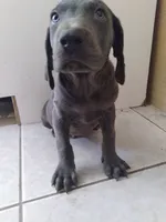 Gelios, a male Weimaraner for sale in Bullhead City, AZ – 1 of 3