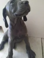 Garry, a male Weimaraner for sale in Bullhead City, AZ – 3 of 3