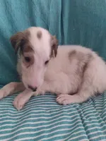 Ivan, a male Borzoi for sale in Bullhead City, AZ – 2 of 2