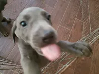 Helena, a female Weimaraner for sale in Bullhead City, AZ – 1 of 3