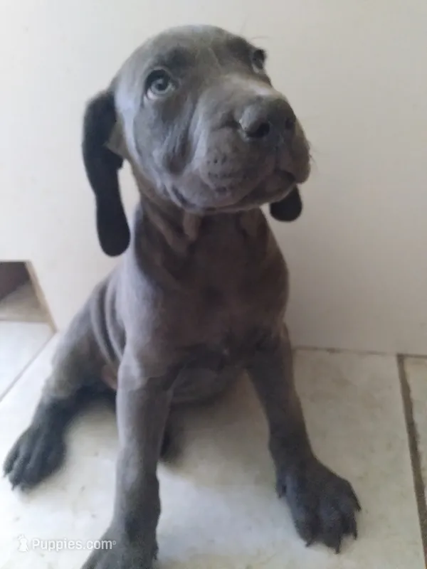 Garry – Weimaraner puppy for sale in Bullhead City, AZ