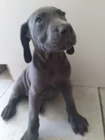 Garry, a male Weimaraner for sale in Bullhead City, AZ – 1 of 3