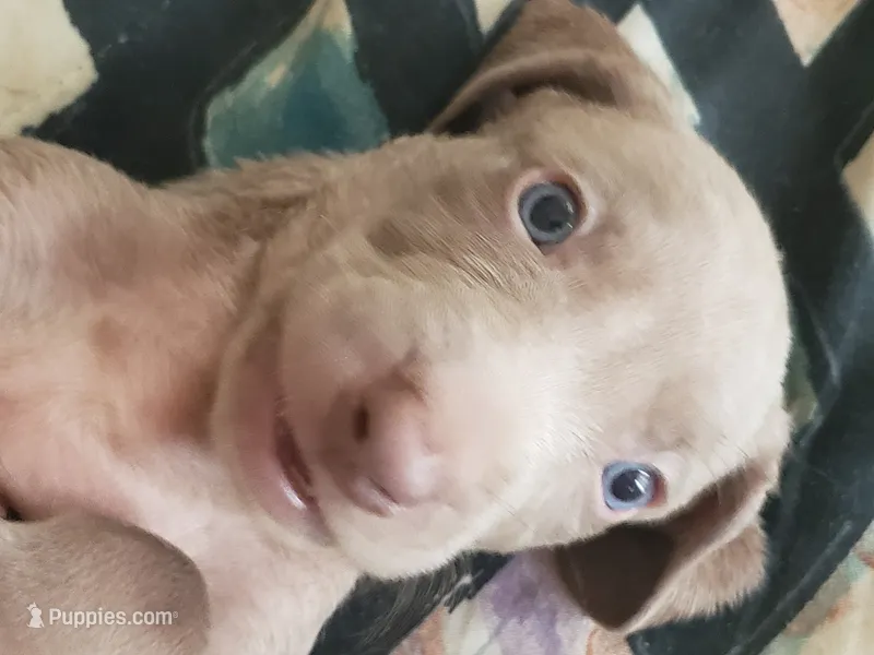 Hero – Weimaraner puppy for sale in Bullhead City, AZ