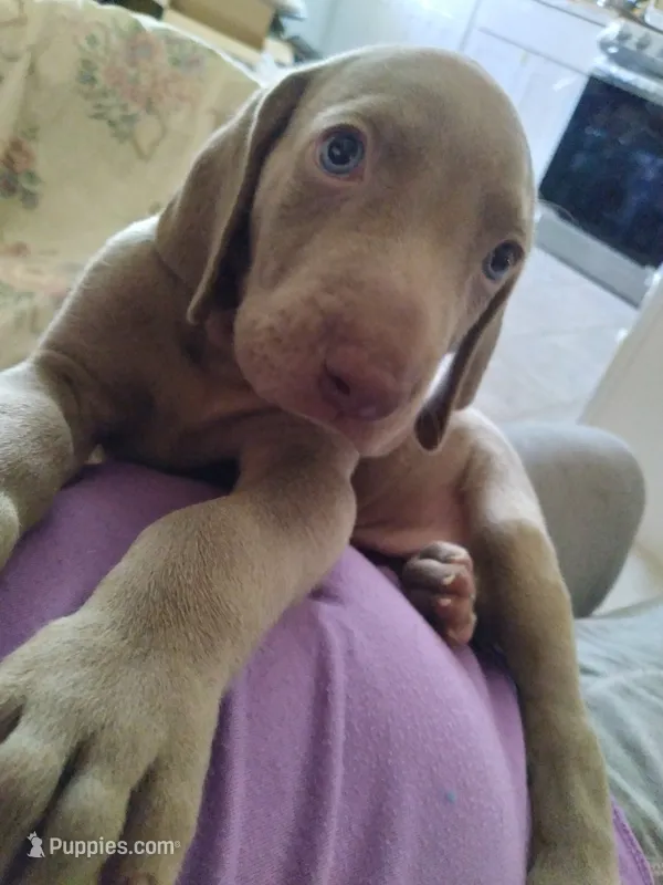 Hero – Weimaraner puppy for sale in Bullhead City, AZ